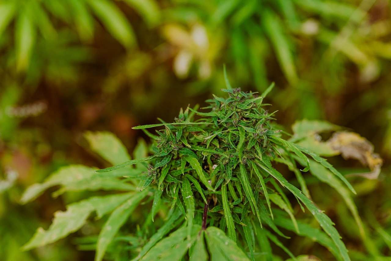 Signs of Marijuana Addiction: How to Recognize the Symptoms Early